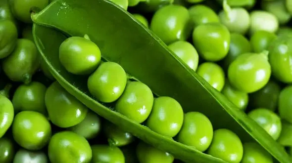 با نخود فرنگی لاغر شوید