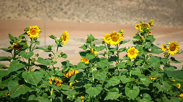 گزینه طلایی برای جانشینی صادرات نفت/ چقدر صادرات محصولات کشاورزی رونق گرفت؟