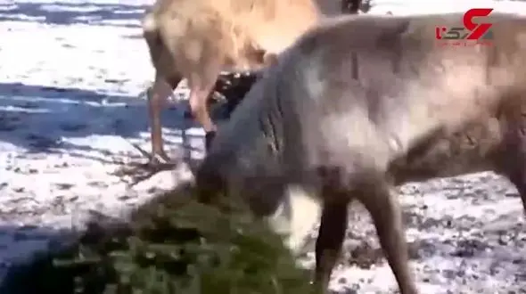 برگزاری جشن کریسمس در باغ وحش+فیلم