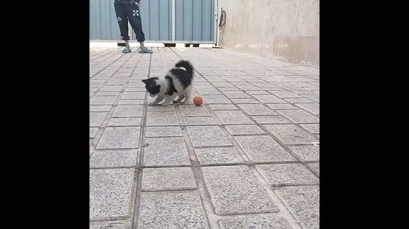 گربه در حال بازی کردن شکار دوربین شد / فیلم