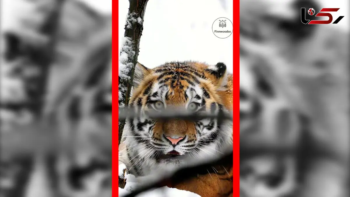 فیلم غرش دیدنی ببر در برف