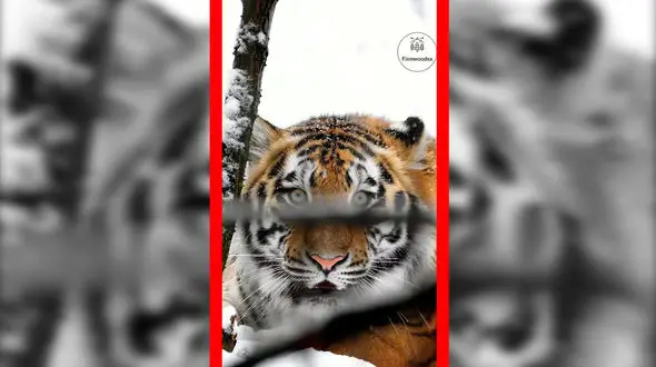 فیلم غرش دیدنی ببر در برف