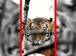 فیلم غرش دیدنی ببر در برف