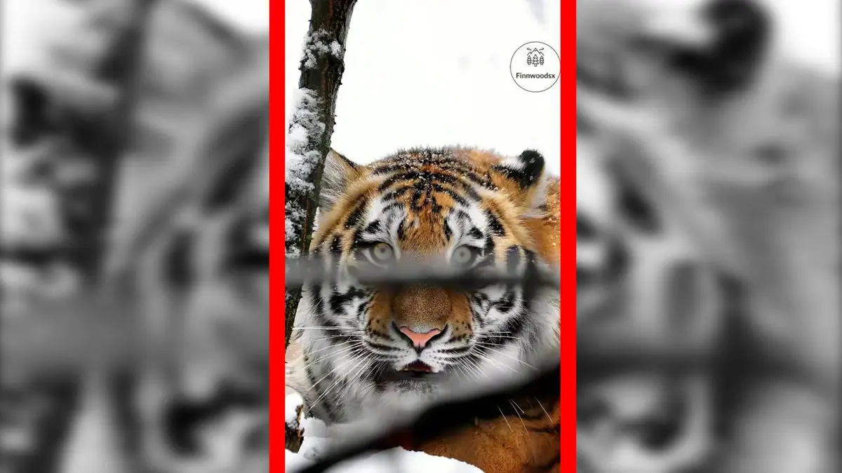 فیلم غرش دیدنی ببر در برف