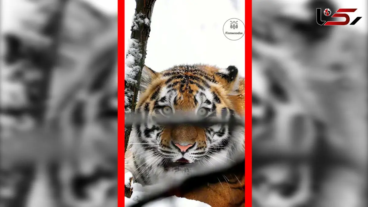 فیلم غرش دیدنی ببر در برف