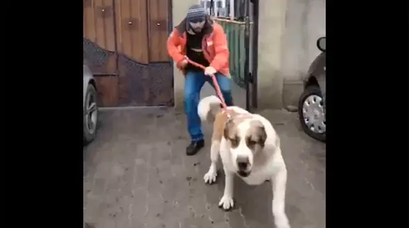 ببینید / حمله سگ غول پیکر و وحشی به یک فیلمبردار + فیلم شوک آور