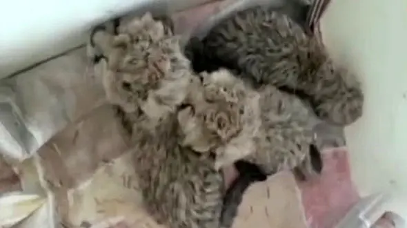 توله‌یوزپلنگ "ایران" در راه تهران تلف شد !