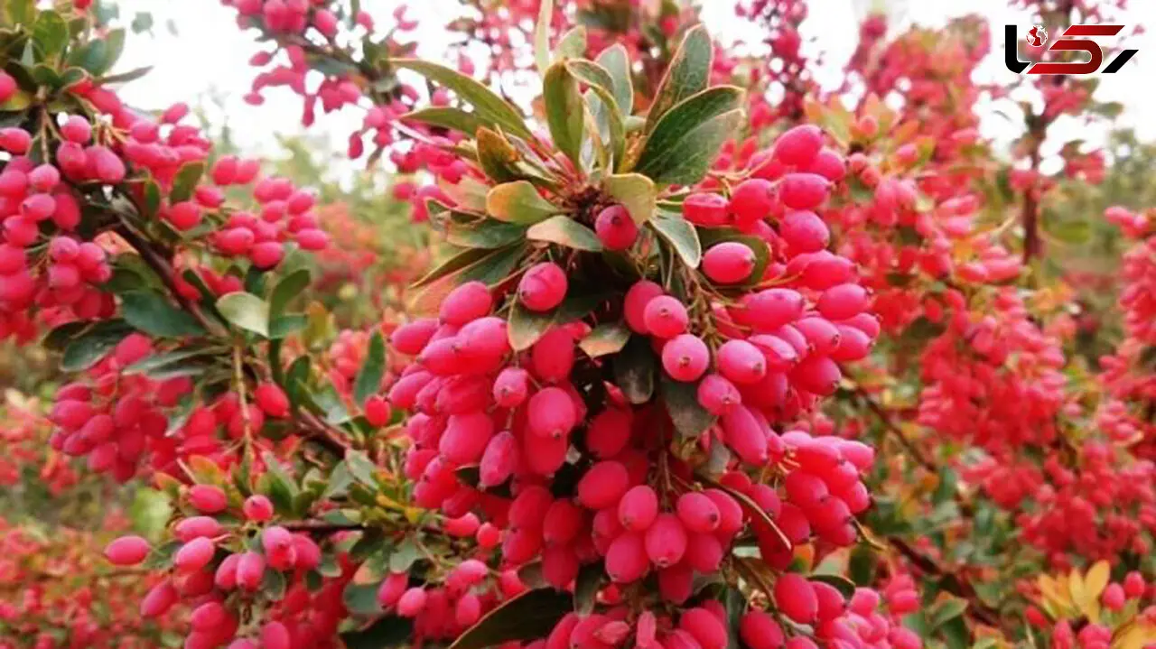 زرشک فقط برای زرشک‌ پلو نیست؛ این ۴ فایده را بشناسید