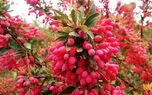 زرشک فقط برای زرشک‌ پلو نیست؛ این ۴ فایده را بشناسید