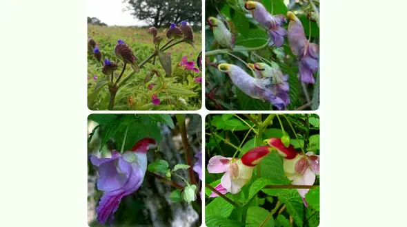 اینها گل هستند یا پرنده؟ + عکس