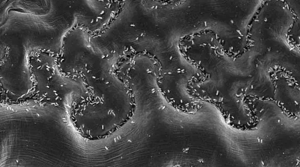 
آنتی‌بیوتیک‌های جدید در شرف کشف شدن! +تصاویر
