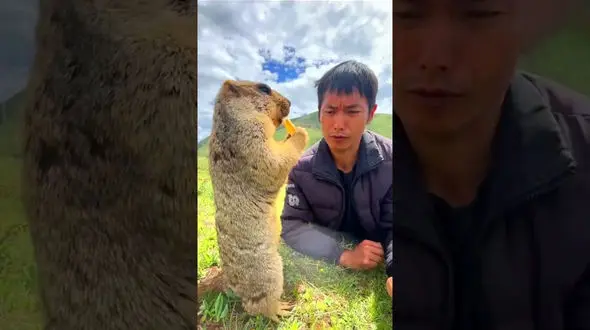 علاقه عجیب این مارموت بامزه به کلوچه شما را شگفت زده می کند + فیلم