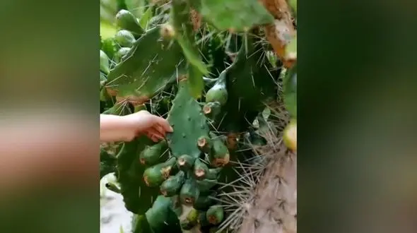 برداشت میوه کاکتوس + فیلم