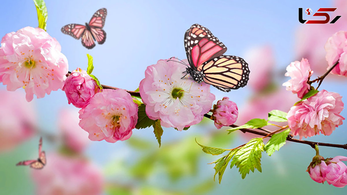 چند کلمه برای آنهایی که امروز تولدشان است + فیلم