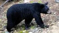 خرس بی‌رحم در چهاردهنه و کاریزا / حمله‌ای که روستا را در شوک فرو برد!
