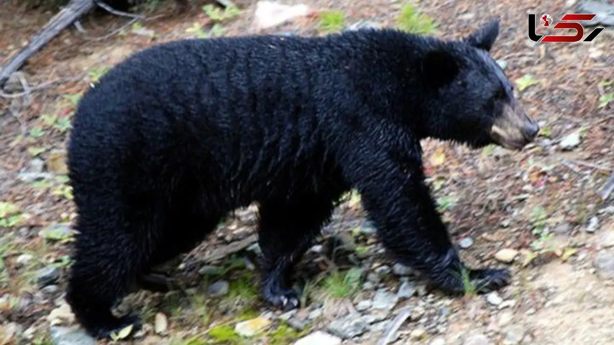 خرس بی‌رحم در چهاردهنه و کاریزا / حمله‌ای که روستا را در شوک فرو برد!
