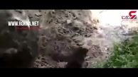 لحظه تکاندهنده زنده به گور کردن یک غزال در جنگل ! / در هند رخ داد + فیلم 
