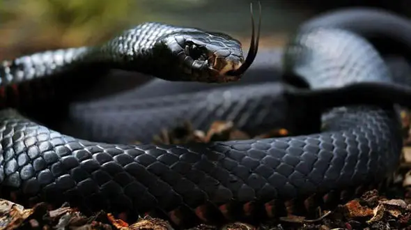 مار دمنده و شگفتی‌ های استتار: داستانی که شگفت‌ زده تان می‌ کند +فیلم