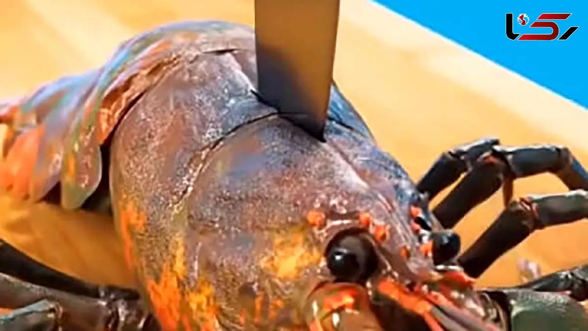 آشپزی دریایی / فیلم طرز تهیه خرچنگ آبدار و خوشمزه