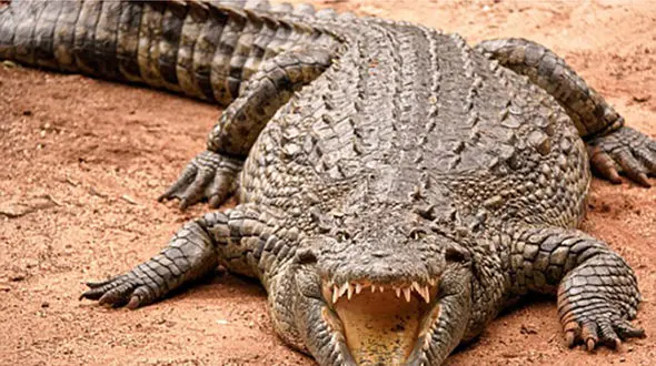 کروکودیل پای نگهبان باغ وحش را خورد +عکس 