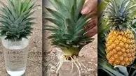 آموزش کاشت آناناس در گلدان؛ با یک میوه، درخت بکارید!