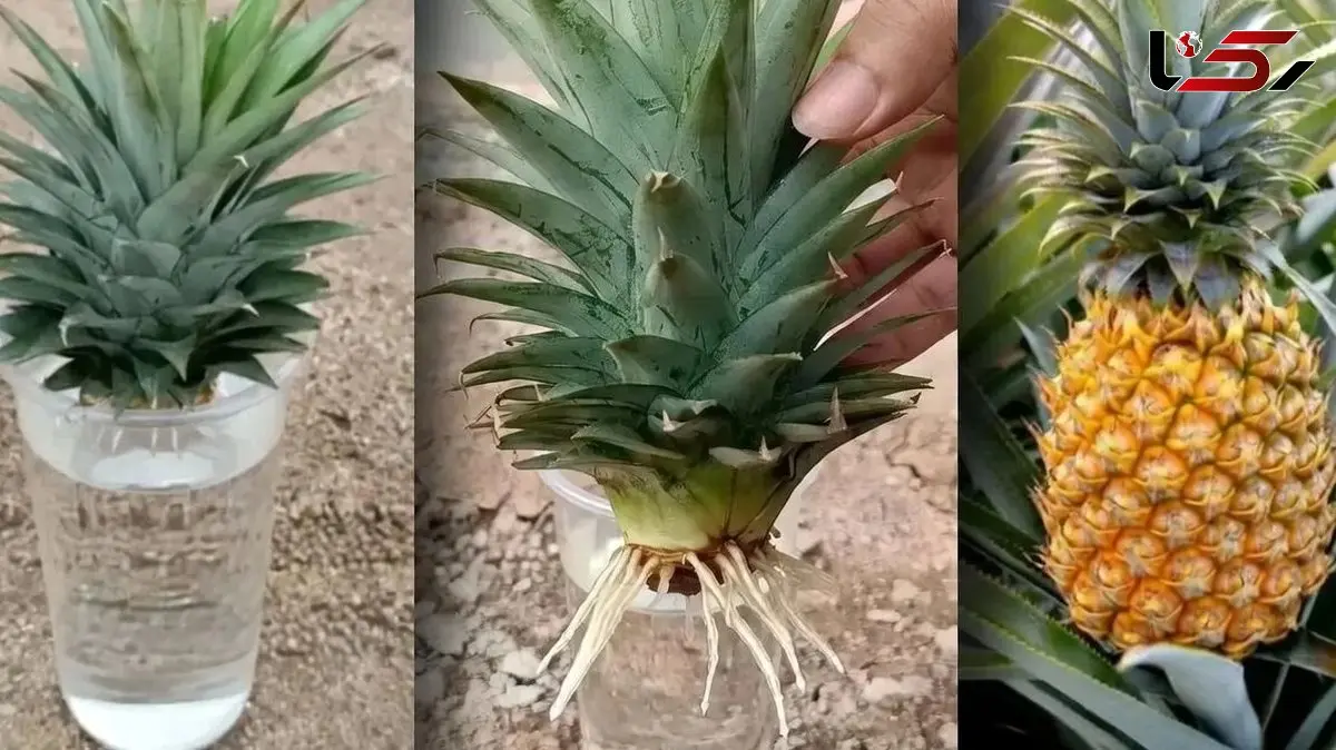 آموزش کاشت آناناس در گلدان؛ با یک میوه، درخت بکارید!
