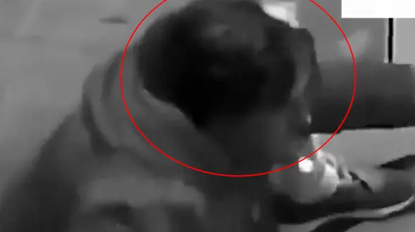 فیلم حرکت های این دزد را ببینید می خندید / سارق ناشی خودش هم باورش نمی شد در باز بود! / ببینید