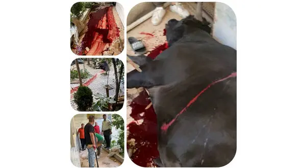 حمله گاو وحشی 500 کیلویی به یک خانه در قیامدشت / شلیک پلیس گاو را زمینگیر کرد + عکس