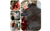 حمله گاو وحشی 500 کیلویی به یک خانه در قیامدشت / شلیک پلیس گاو را زمینگیر کرد + عکس