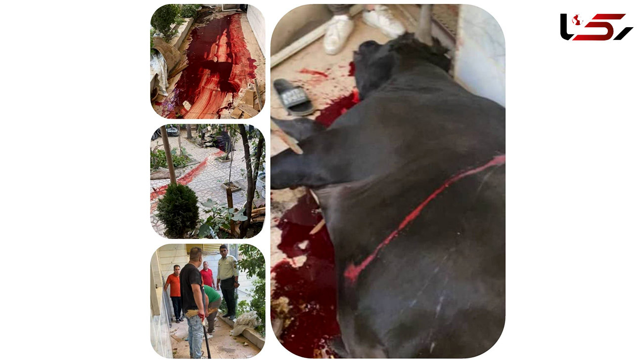 حمله گاو وحشی 500 کیلویی به یک خانه در قیامدشت / شلیک پلیس گاو را زمینگیر کرد + عکس