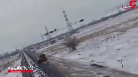 لحظه تلخ برخورد وحشتناک قطار با گاو سرگردان + فیلم (+16)