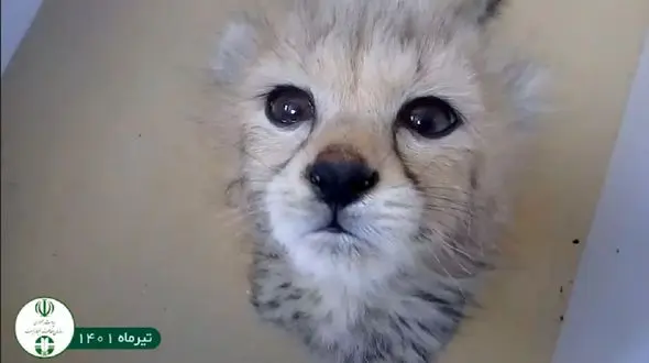 فیلم چشمهای خوشگل توله یوزپلنگ ایرانی / حال خوب "پیروز" در 80 روزگی !