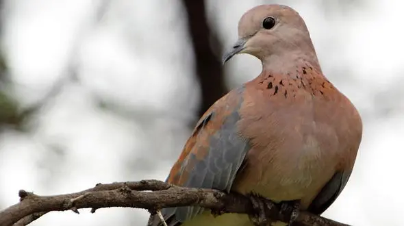 ماجرای عجیب اسم پرنده یا کریم و قمری چیست ؟ 