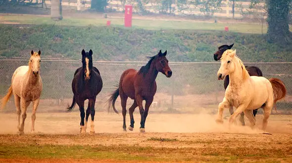 کباب شدن 46 اسب در آتش سوزی بزرگ