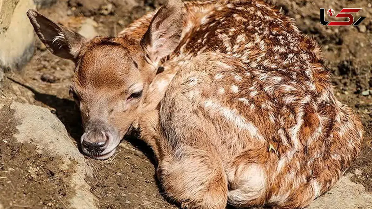 گوزن زرد ایرانی در آستانه انقراض / تولد نویدبخش یک ماده گوزن در باغ وحش ارم