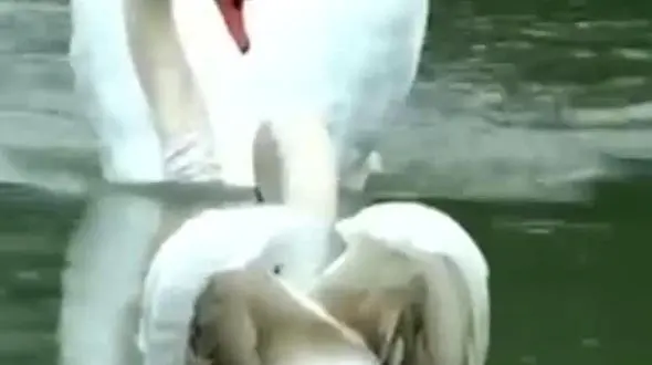 ببینید / معنی واقعی عشق در رفتار قوهایی که از هم دور مانده بودند + فیلم