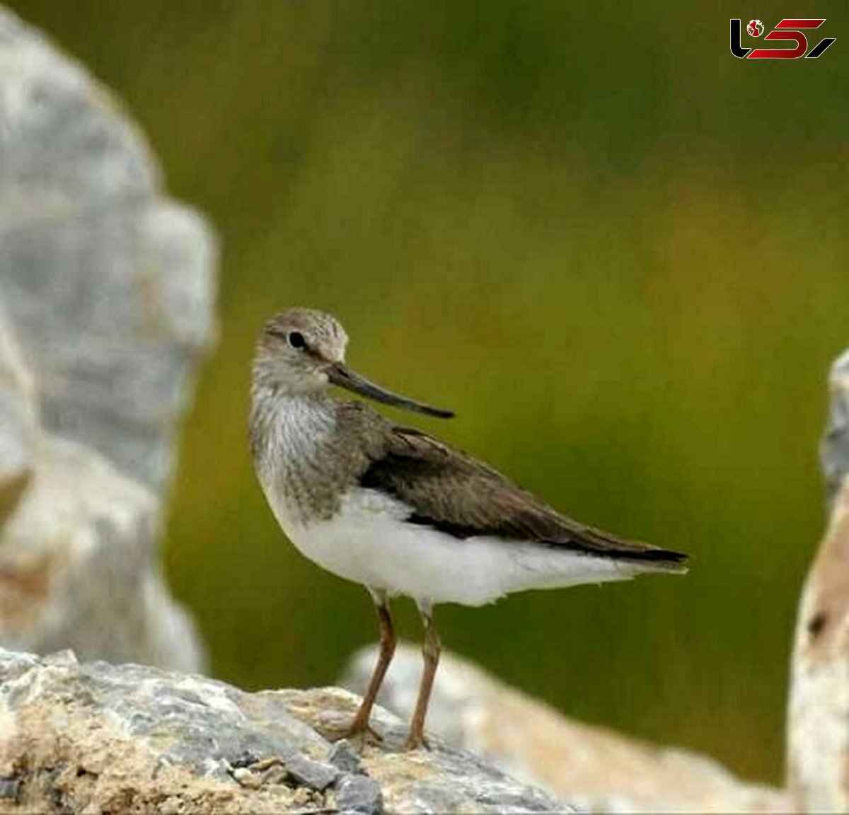 دیده شدن «آبچلیک نوک سربالا» در تالاب گندمان  