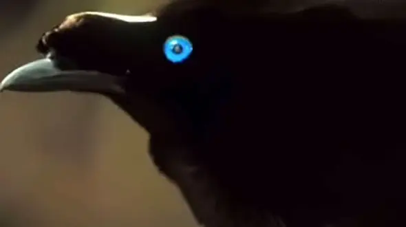 پرنده هنرمند با وسواس فکری را بشناسید + فیلم