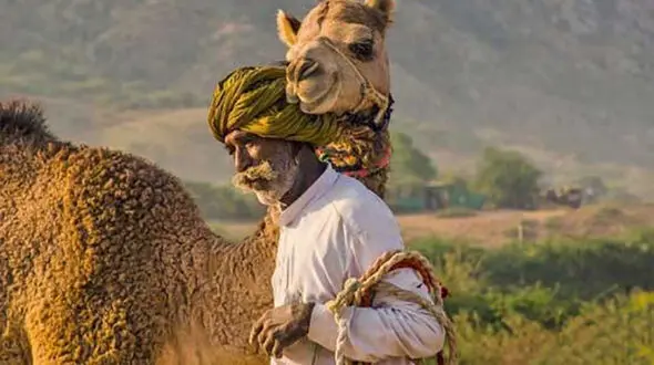  دوستی با شتر +عکس 