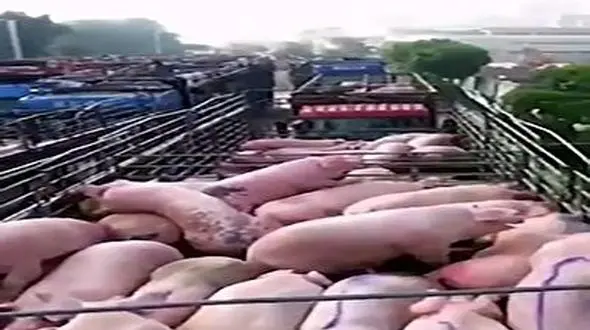 زنده زنده سوزاندن خوک ها در یک گودال+فیلم