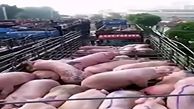 وحشت جدید در چین / شیوع تب خوکی !