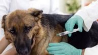  ۱۲هزار قلاده سگ‌ رایگان واکسیناسیون خواهند شد
