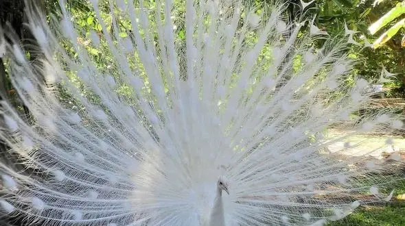 از زیبایی های طاووس سفید تا دنیای شگفت انگیز زیر آب