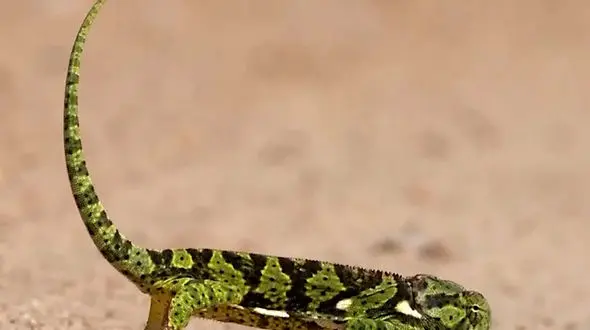 از رد شدن آفتاب پرست از جاده خاکی تا دوستی گوریل و انسان