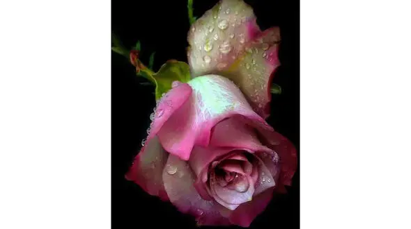 فال ابجد امروز 19 بهمن + فیلم 