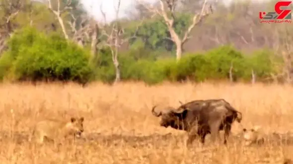 نبرد حماسی گاو وحشی با 3 شیر / او تسلیم نشد + فیلم