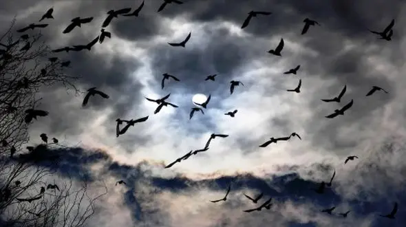 پرنده‌ ها چگونه در سفرهایشان راه خود را پیدا می‌ کنند؟