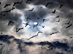 پرنده‌ ها چگونه در سفرهایشان راه خود را پیدا می‌ کنند؟