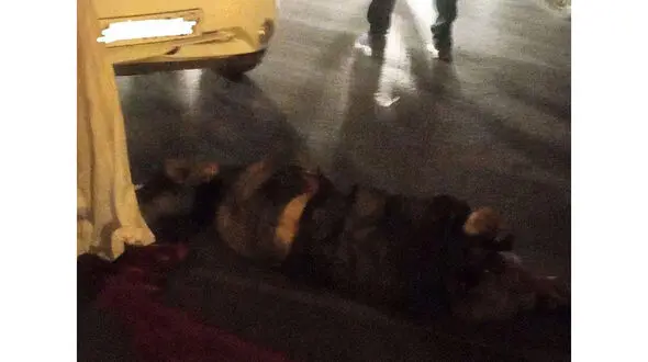 پراید کارتن خواب ها را زیر گرفت / مرگ مرد مشهدی + 3 عکس تکاندهنده
