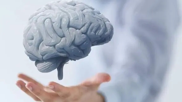 چه غذاهایی سلامت مغز شما را تضمین می‌ کند؟